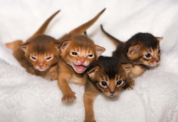 Abyssinian Kittens