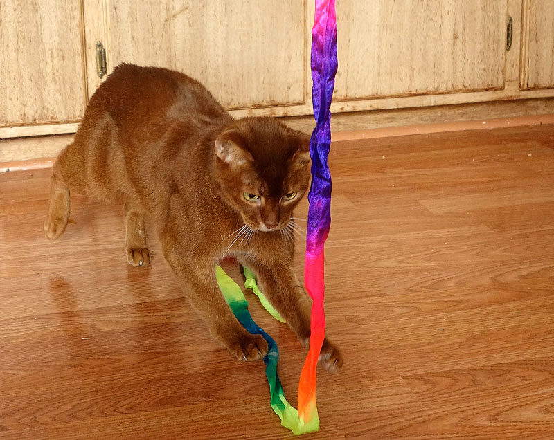 Abyssinian Cat Playing