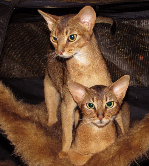 Two ruddy abyssinisn females. 