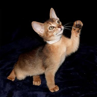 Female Rudy Abyssinian Kitten jumping for toy