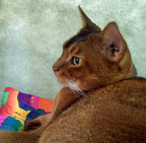 Head photo of ruddy Abyssinian male named Amir.