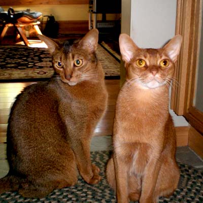 Two Abyssinians sitting together. Ruddy, male named Niles on the left and Cinnamon, female named Ruddy on the right. 