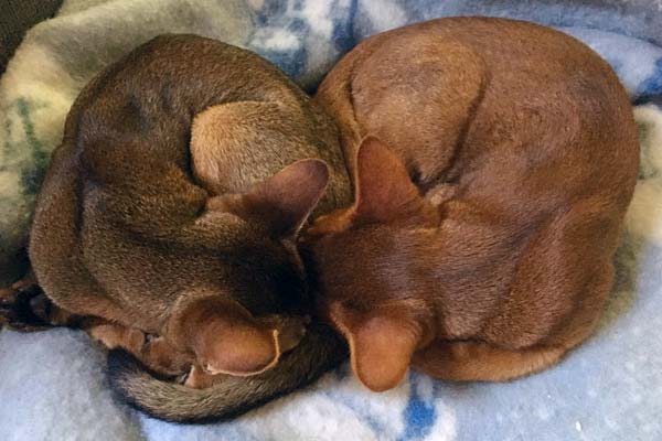 Two Abyssinian kittens currled up togerher sleeping. One cinnamon and one ruddy. 