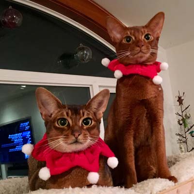 Two Abyssnian males sitting together. On the left a ruddy males named Pixel, and on the right a cinnamon male named Charlie.