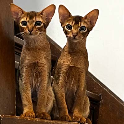 Two ruddy Abyssnian males sitting together. On the left is TK and on the right is Vinney.