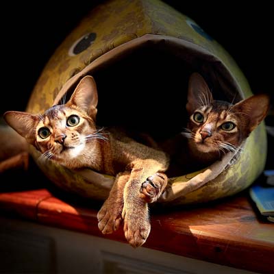 Ruddy, male, Abyssinians TK and Vinney napping together.