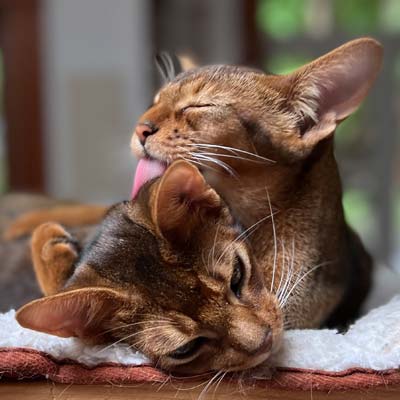 Ruddy, male, Abyssinians TK and Vinney grooming each other.