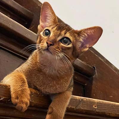 Ruddy, male, Abyssinian named TK.