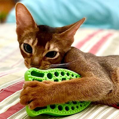 Ruddy Abyssinian kitten named Pixel playing with a toy. 
