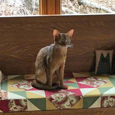 Ruddy, female Abyssiian named Tails sitting on a wooden bench.